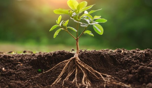 A Deep-Rooted Commitment to Quality